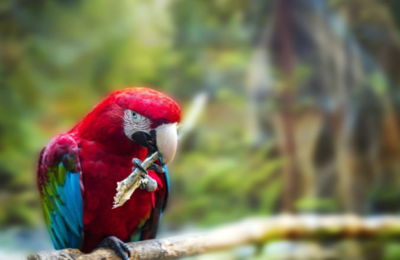 How much does the parrot really cost?