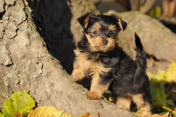 Yorkie puppies