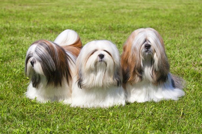 long-haired breeds