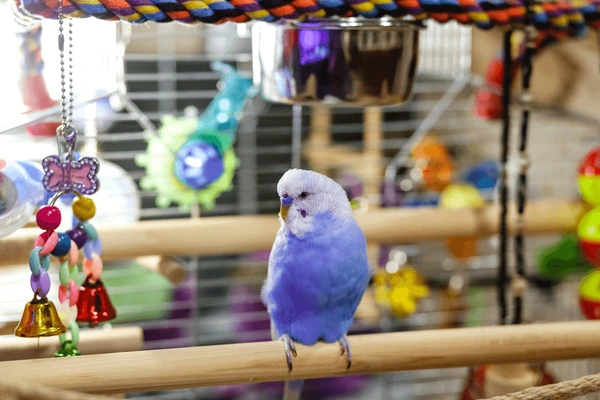  Bird Supplies