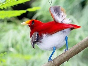 Protecting Garden Wild wild wild birds From Magpies