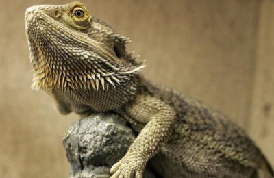 What Kind of House Do I Need for My Bearded Dragon?