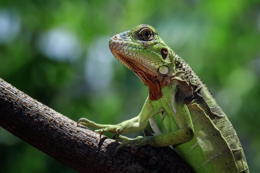 What food are Baby lizards eat? - Pets Area