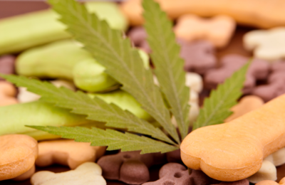 Why To Give CBD Treats To Your Pets?