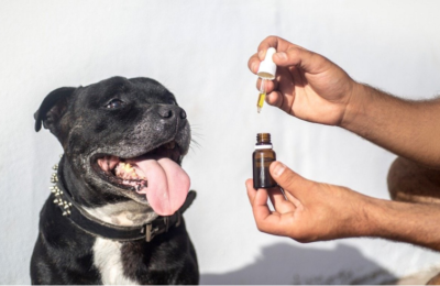 Precautions To Take While Using Cbd For Your Dog