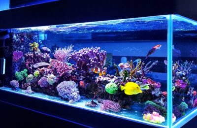 The subject of today’s chat is soft corals in a saltwater aquarium and their maintenance