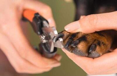 How to Trim Your Dog’s Nails