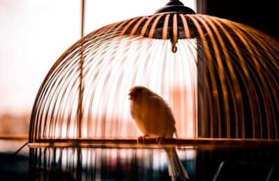 Joy of birding – How do online bird stores enhance the hobby?
