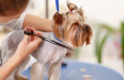 How to find a reputable pet groomer in Miami?