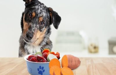 Signs Your Dog Isn’t Allergic to Salmon and Sweet Potato: A Guide for Pet Owners