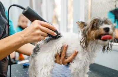 Pet Grooming Essentials: 5 Tips for Choosing the Perfect Groomer