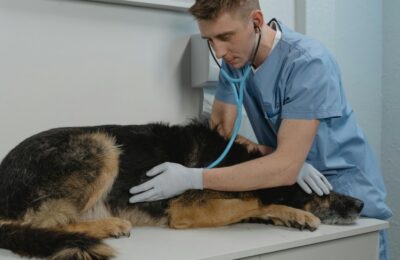 Understanding the Vital Role of Veterinarians in Animal Healthcare