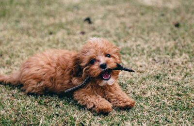 Why Cavoodles Make the Best Pets for Melbourne Families