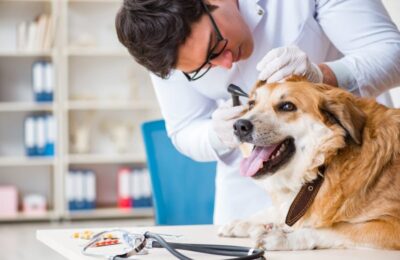 The Importance Of Regular Checkups With A Thousand Oaks Veterinarian