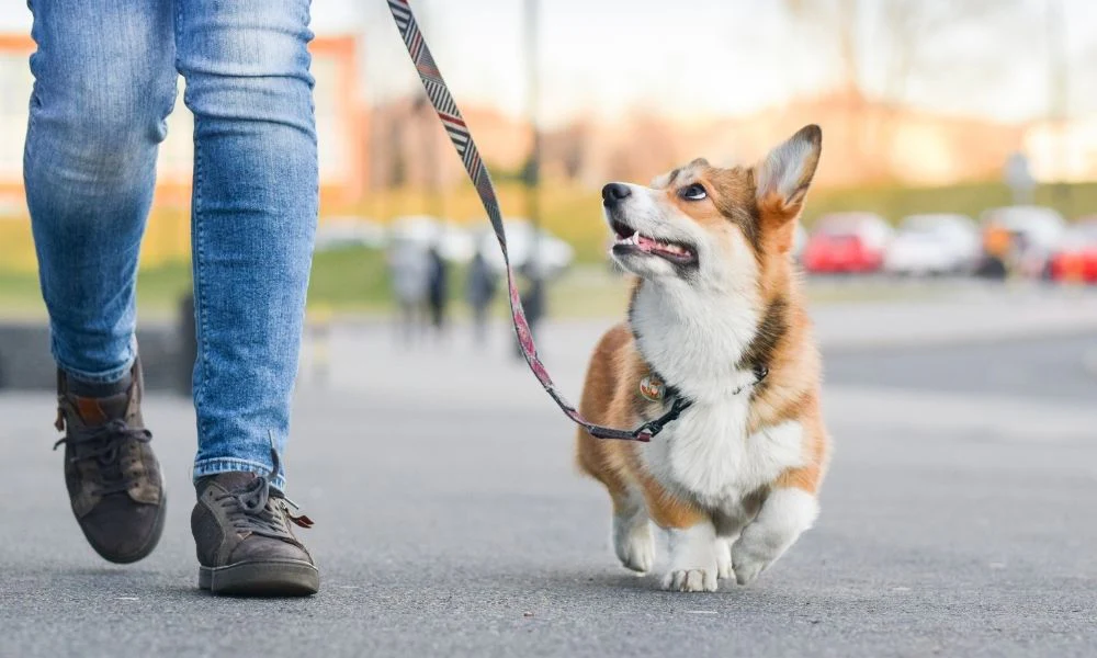 pets walk