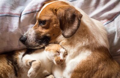 Cozy Corners for Cherished Companions: Home Pet Care for Aging Animals