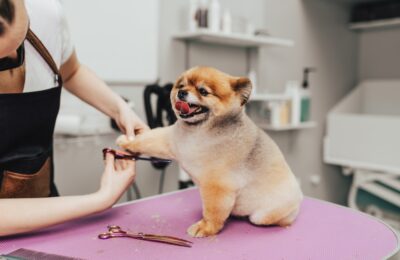 From Fleas to Furballs: How Mobile Grooming Keeps Your Home Healthy