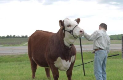 How to Perfect Your Cow’s Stance and Walk for the Livestock Show Ring