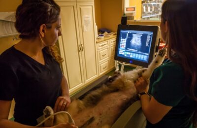 How Ultrasound is Used in Singapore’s Emergency Animal Hospitals for Dogs