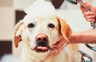 Top 5 reasons grooming is more than just bathing your dog