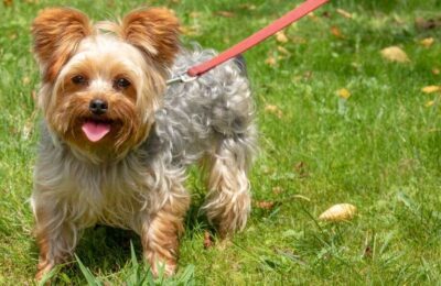 How to find reputable sellers offering Yorkie puppies for sale?