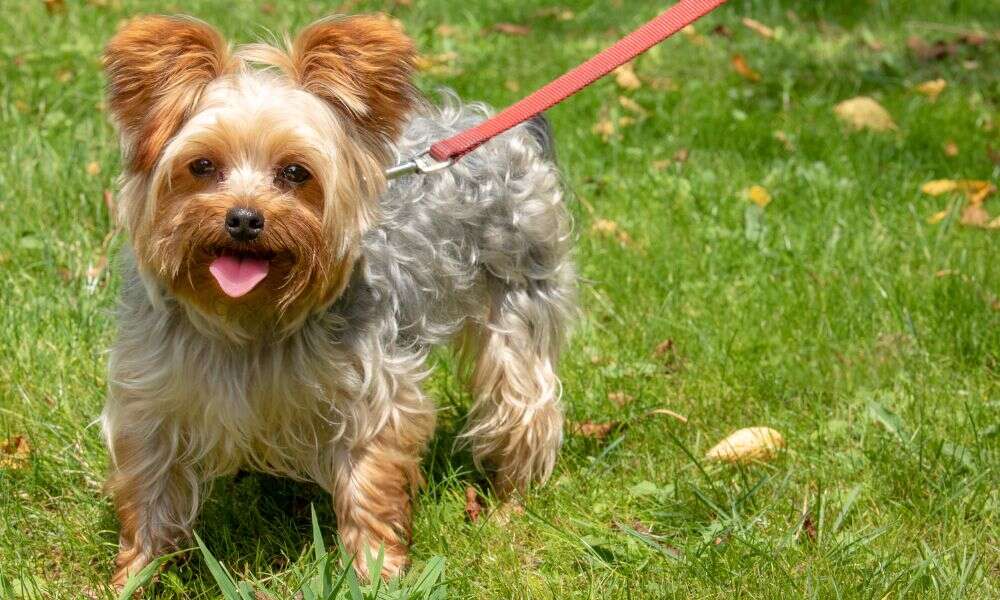 Yorkie puppies