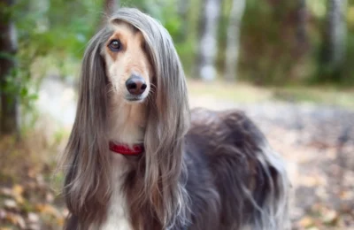 Why grooming is essential for long-haired breeds?