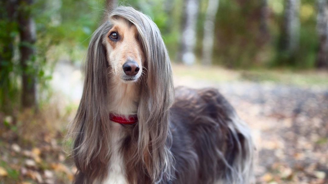 long-haired breeds