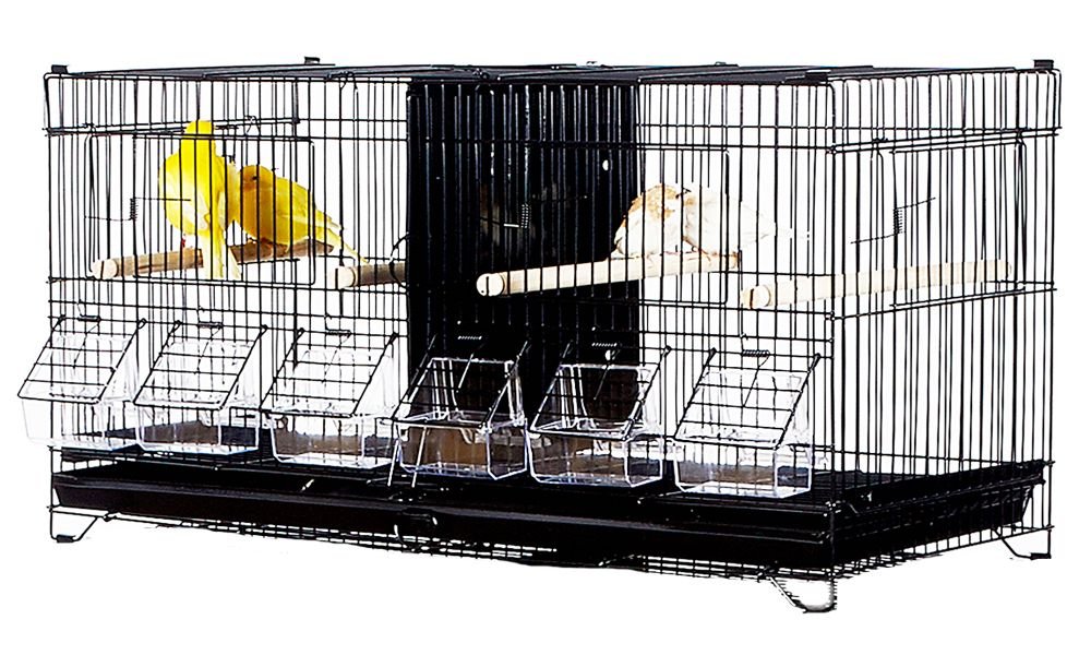 Top 12 Bird Supplies Every Beginner Should Have at Home