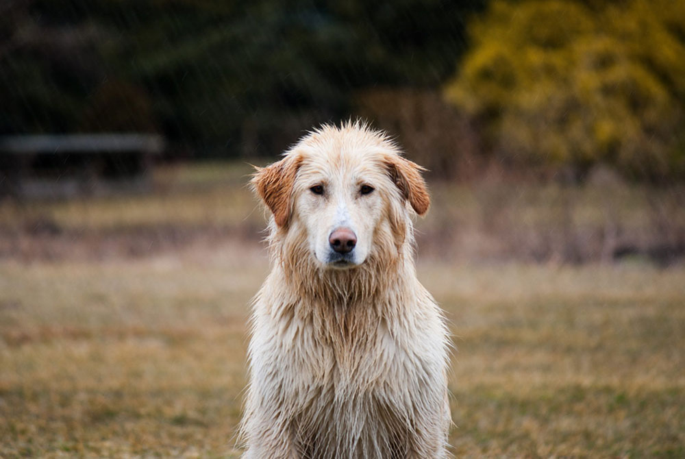 Preparing Your Pet for Seasonal Changes: Advice from an Osseo Veterinarian
