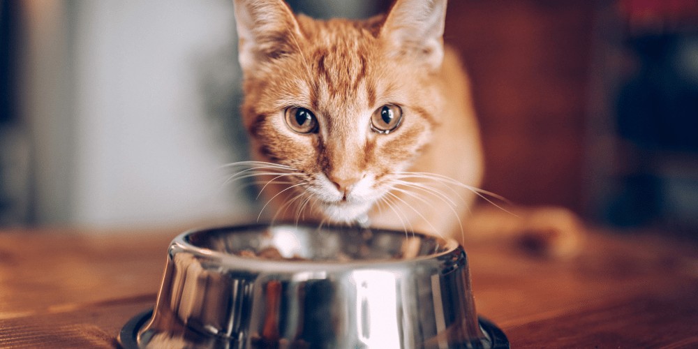 Top 10 Tips for Choosing the Right Royal Canin Kitten Formula