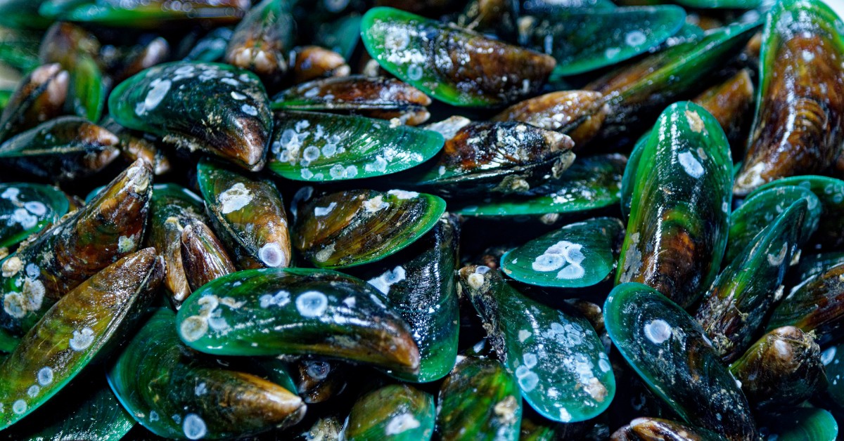 Are Green-Lipped Mussel and Omega-3s Enough on Their Own for Your Dog’s Joints?