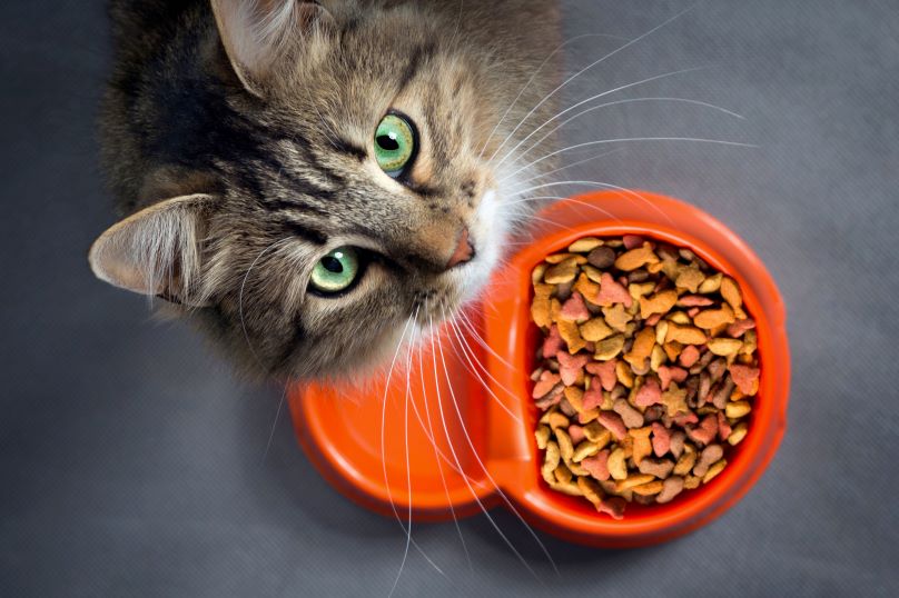 Common Cat Food Myths Debunked